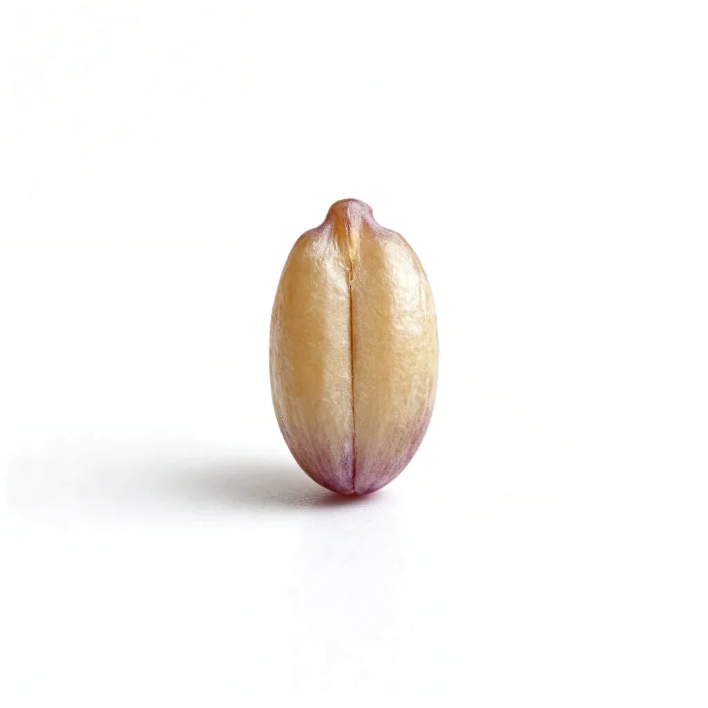 A single grape seed on a white background