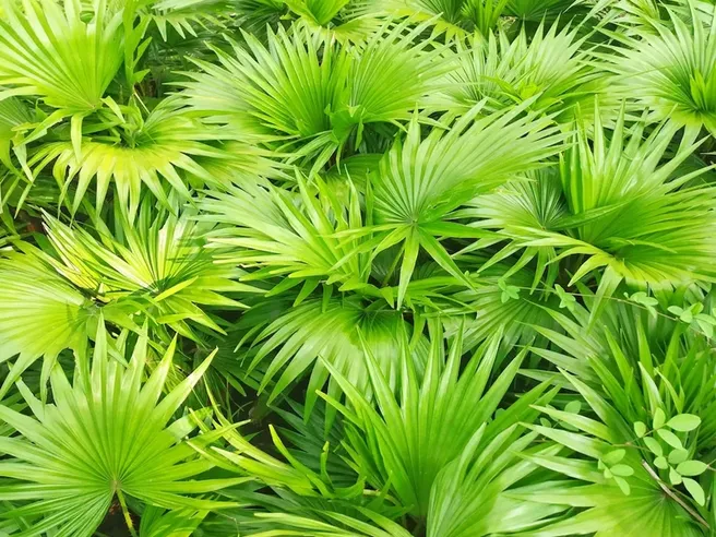 Close-up of green botanical leaves used in the SodaFit formula